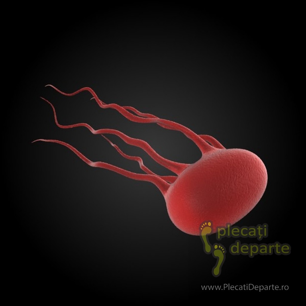 Plecati-Departe-Vaccinuri-Febra-Tifoida
